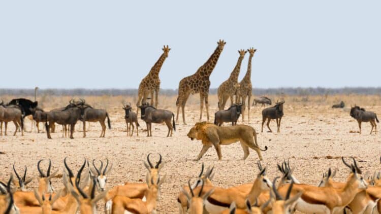 Lion marchant au milieu de girafes, gnous et antilopes lors d'un safari en Afrique du Sud.
