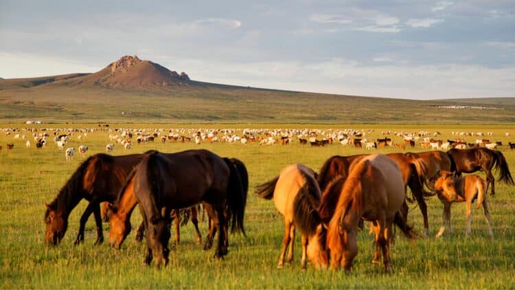 Chevaux en liberté dans les vastes steppes de Mongolie.