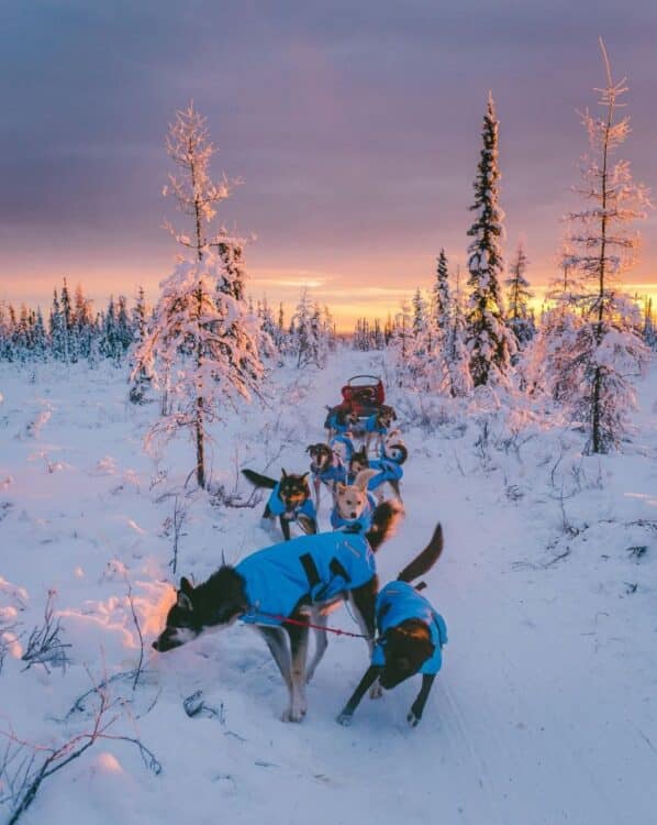 Attelage de chiens de traîneau dans une forêt enneigée au Canada.