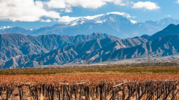 Vignobles argentins avec les sommets enneigés de la cordillère des Andes en arrière-plan.